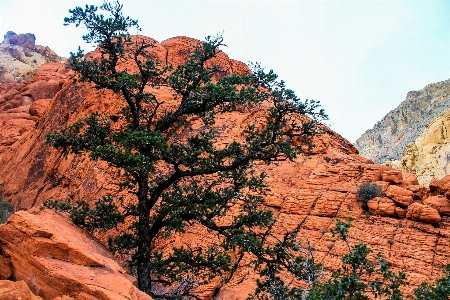 Landscape tree nature rock Photo