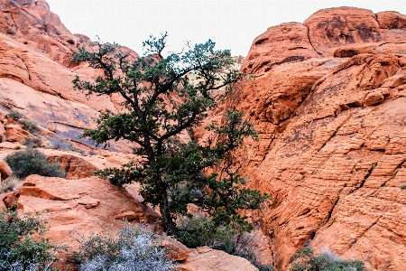 Landscape tree nature rock Photo