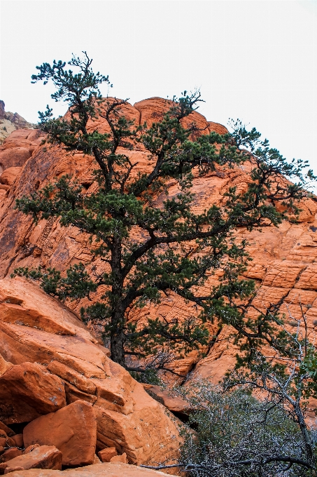 風景 木 自然 rock