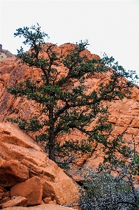 Landscape tree nature rock Photo