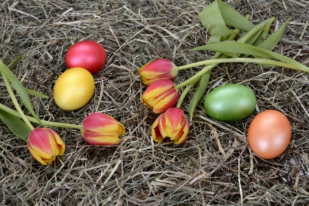 Foto Alam rumput tanaman jerami