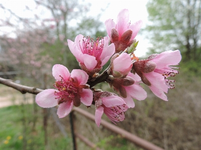 Tree branch blossom plant Photo