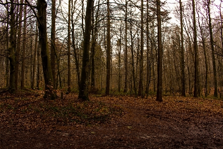 Landscape tree nature forest Photo