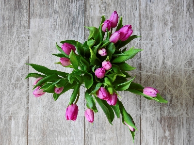 Blossom plant flower petal Photo