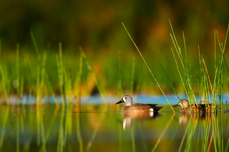 Eau nature herbe oiseau