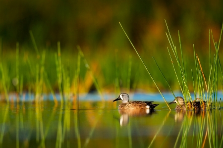 Water nature grass bird Photo