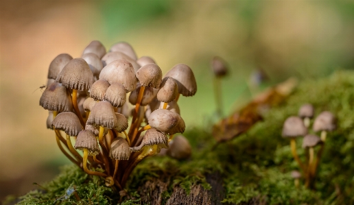 Tree nature forest plant Photo