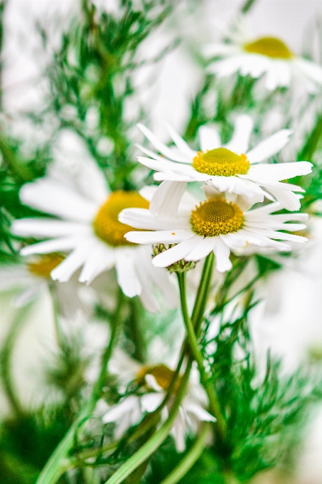 Natur gras blüte anlage