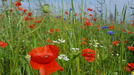 Grass plant field meadow Photo