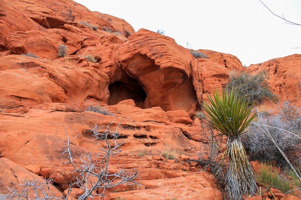 風景 木 自然 rock