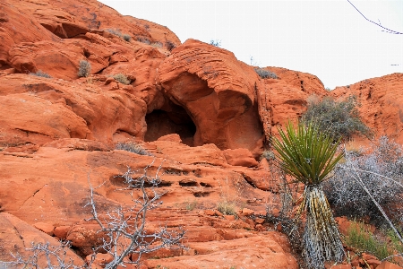 Landscape tree nature rock Photo