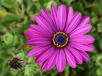 Nature blossom plant flower Photo