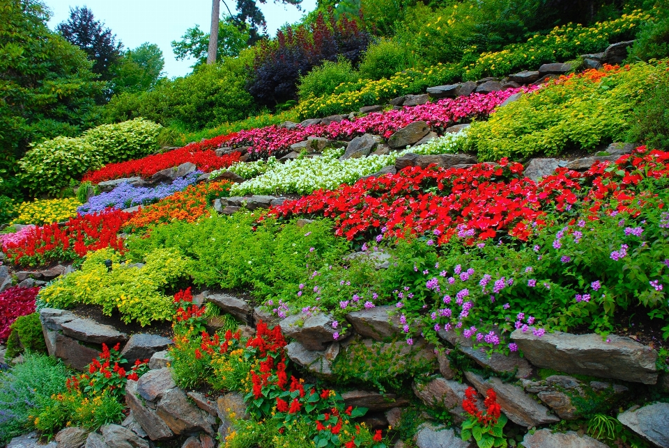 Landscape nature blossom plant