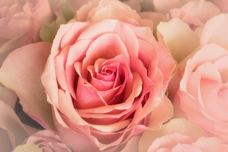 Foto Planta flor pétalo rosa