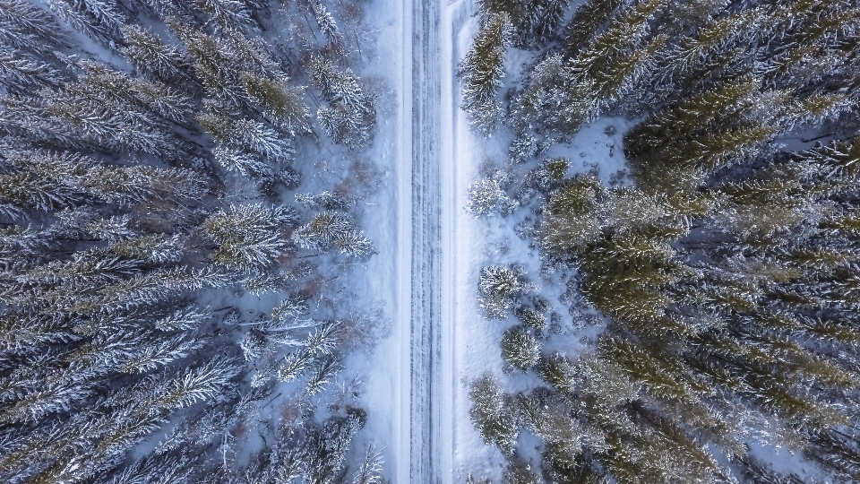 景观 树 水 自然