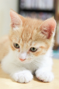 Kitten cat mammal close up Photo