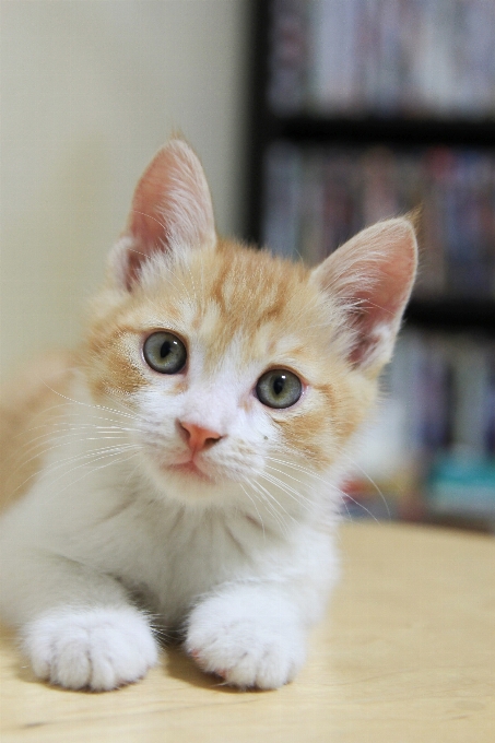 Gattino gatto mammifero naso