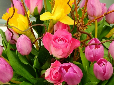 Blossom plant flower petal Photo