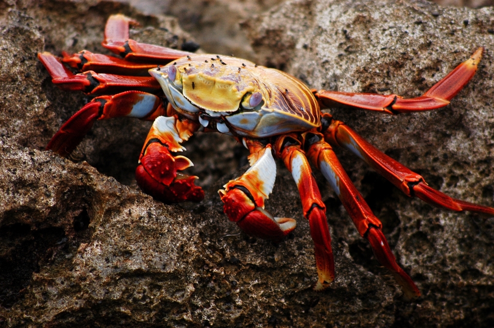 Alam margasatwa makanan laut