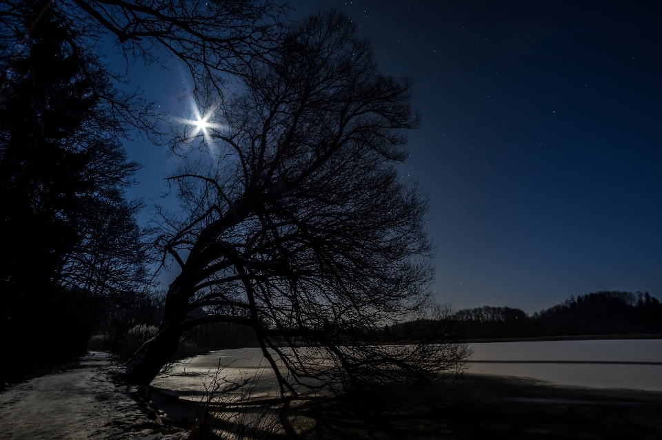 Tree nature silhouette snow