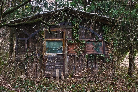 Foto Pohon alam hutan kayu