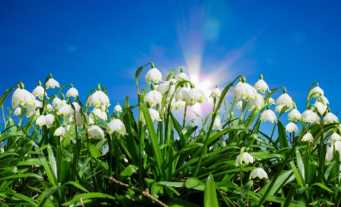 Nature grass blossom plant Photo