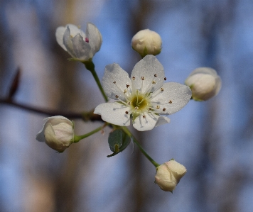 Tree nature branch blossom Photo