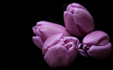 花 黒と白
 植物 写真撮影 写真