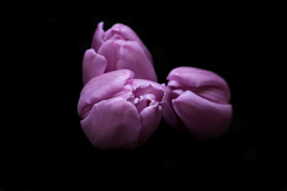 Blossom black and white plant photography