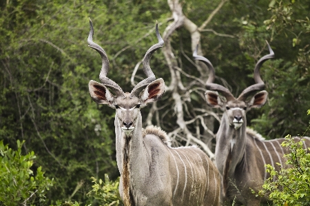 Game wildlife wild deer Photo