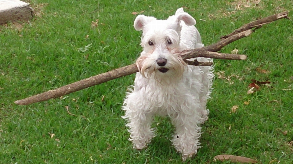 Branch puppy dog animal