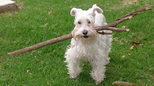 Branch puppy dog animal Photo