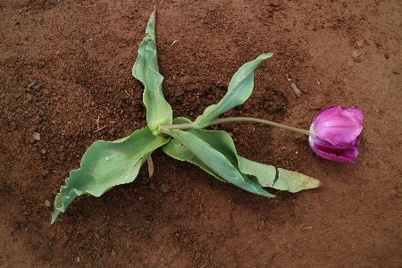 Plant ground leaf flower Photo