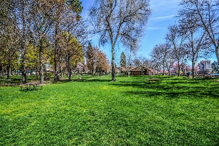 Table landscape tree grass Photo