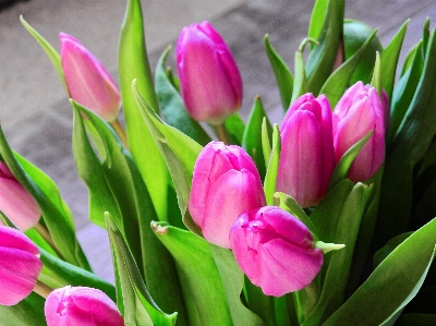 Blossom plant flower petal Photo