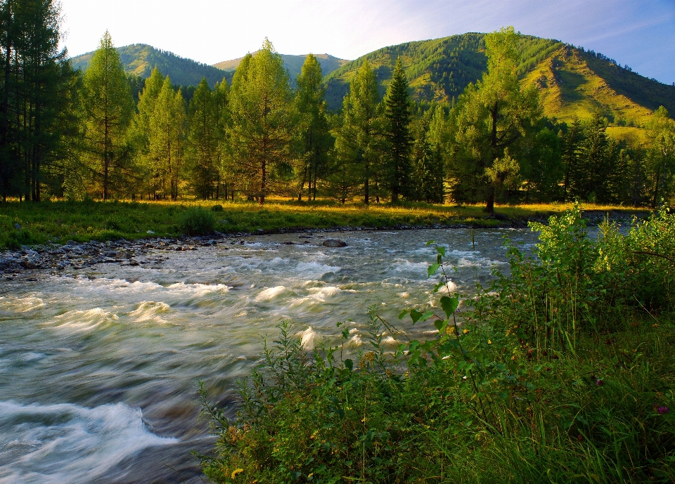 Paesaggio albero acqua natura