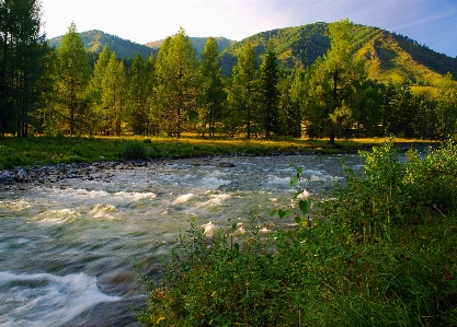 Landscape tree water nature Photo