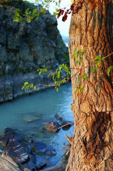 Paysage arbre eau nature