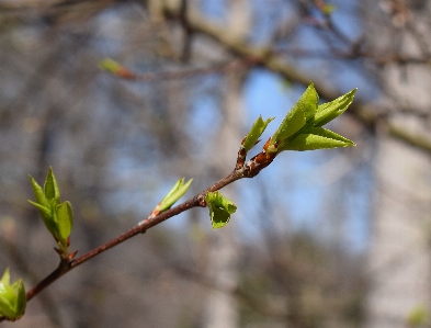 Tree nature branch blossom Photo