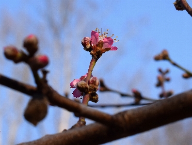 Tree nature branch blossom Photo