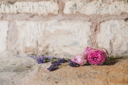 Nature flower wall stone Photo