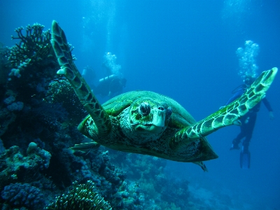 Sea ocean diving pool Photo