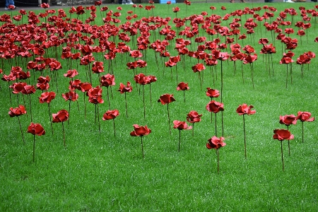 Foto Erba pianta campo prato