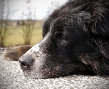 Puppy dog walk mammal Photo