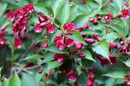 Tree nature blossom plant Photo