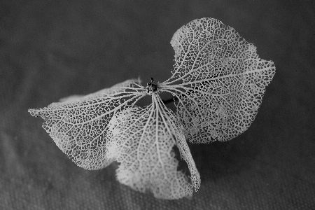 自然 花 黒と白
 植物 写真