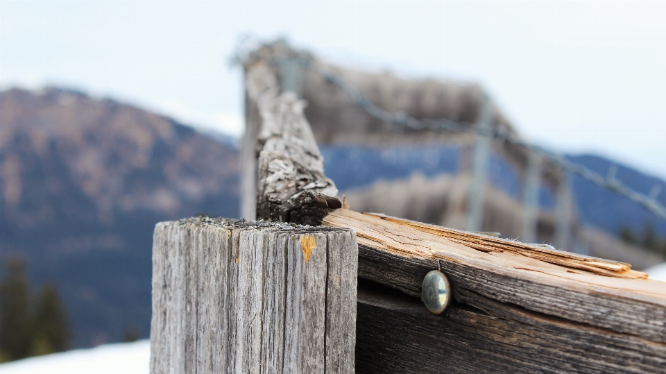 Driftwood tree nature branch