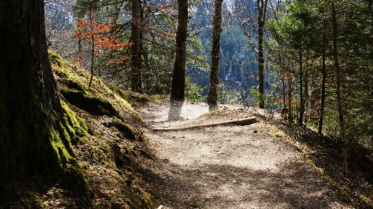 Foto Albero natura foresta selvaggia
