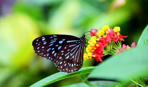 Nature wing photography leaf Photo