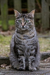 Foto Dolce visualizzazione animale pelliccia